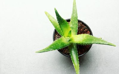 Culture d’Aloe Vera en interieure : quelques conseils