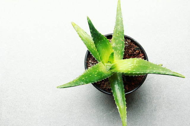 Culture d’Aloe Vera en interieure : quelques conseils